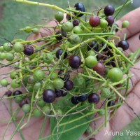 Salvadora persica L.